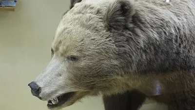 פאזל של Bear  's Head