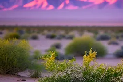 Golden Hour in the Mojave Desert