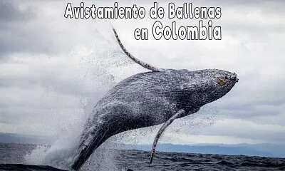 Ballenas Colombia jigsaw puzzle
