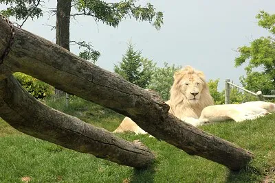 White Lion