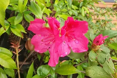 פאזל של Pink Azalea