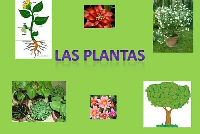 Plantas