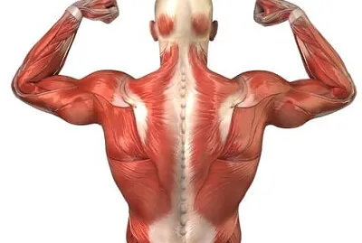 Sistema muscular