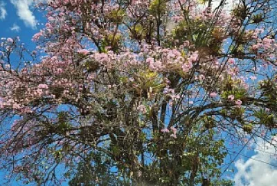 Florescencia de Guayacanes