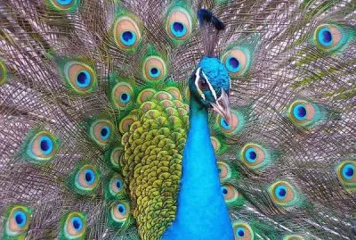 פאזל של luna azul