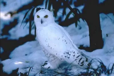 luna azul