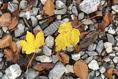Leaves   Stones, Eibsee, Grainau