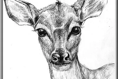 Dessin tête de biche