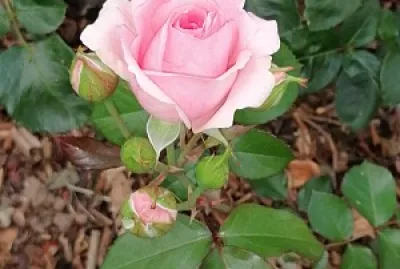 Rose rose...