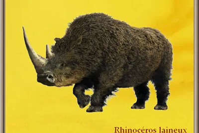 Rhinocéros laineux