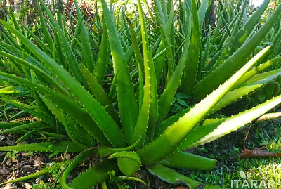 PLANTA