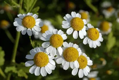 פאזל של PLANTA