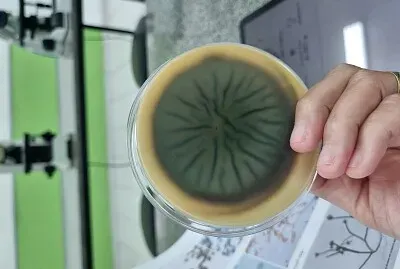 Colônia de demáceo