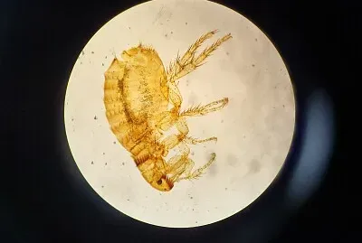 Pulga no microscópio