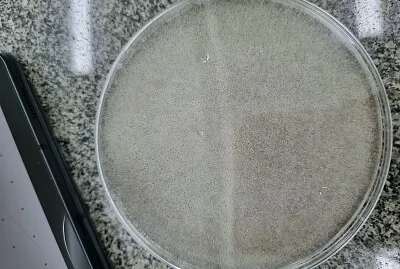 Colônia de zygomiceto