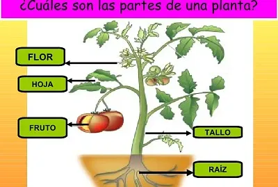 פאזל של Partes de la planta