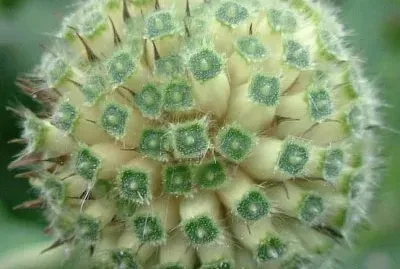 פאזל של ImÃ¡genes