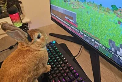 Gaming bunny