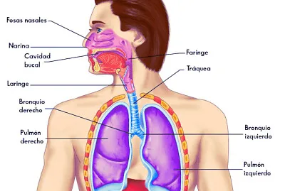 Aparato respiratorio jigsaw puzzle