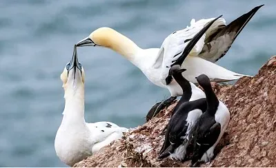 Gaviotas jigsaw puzzle