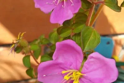Flores Campestre