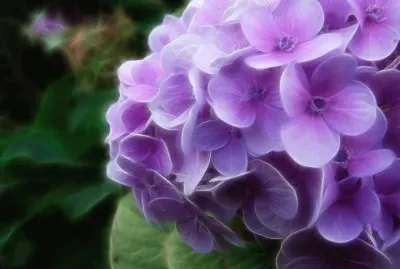 flower jigsaw puzzle