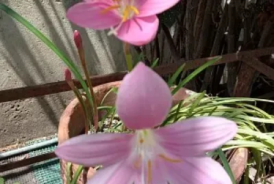Lirio de lluvia