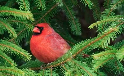 פאזל של ave roja