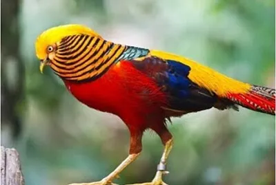 PASSARO2 jigsaw puzzle