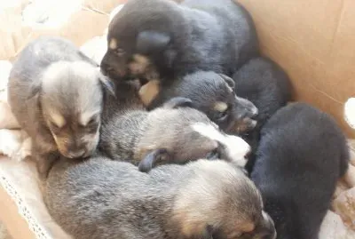 cachorritos jigsaw puzzle