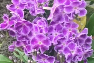 Flor