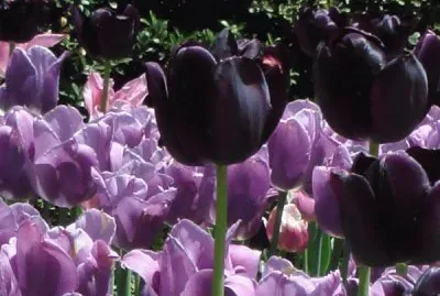 Beautiful Tulips jigsaw puzzle