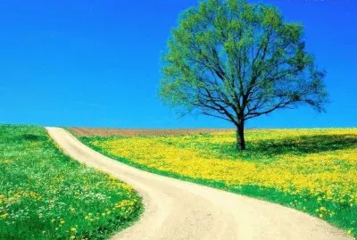 Caminho entre flores