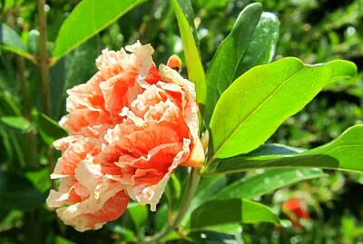 picture jigsaw puzzle