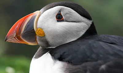 tucan jigsaw puzzle