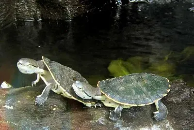 פאזל של picture