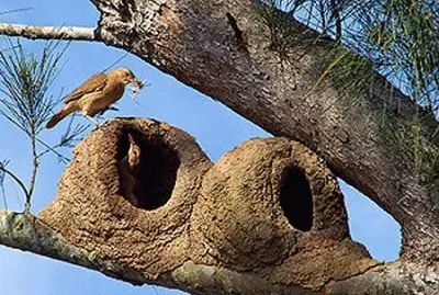 פאזל של ImÃ¡genes