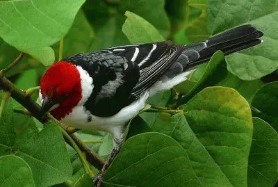 פאזל של ImÃ¡genes