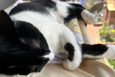 Gatita