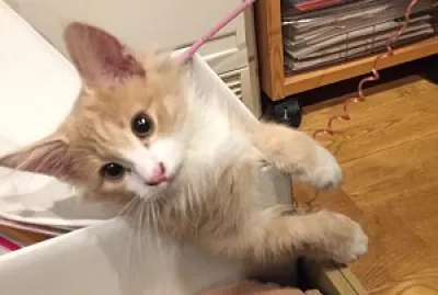 ミュウ