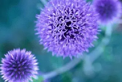 Blue to Purple jigsaw puzzle