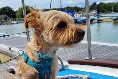 Nautical Dog