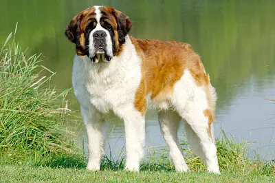 saint bernard de mer jigsaw puzzle