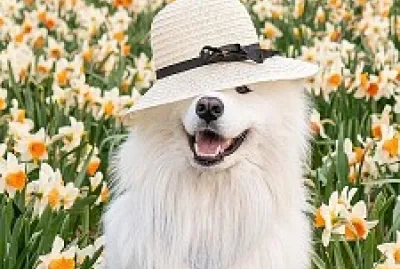Cão de chapéu