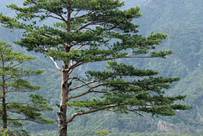 עץ לטו " בשבט