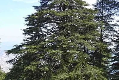 עץ לטו " בשבט 2