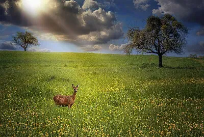 Nature jigsaw puzzle