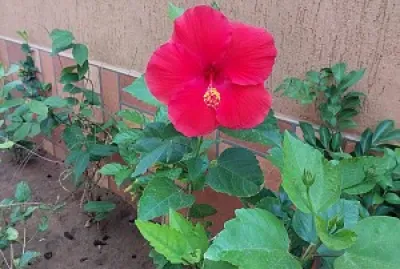 פאזל של nature