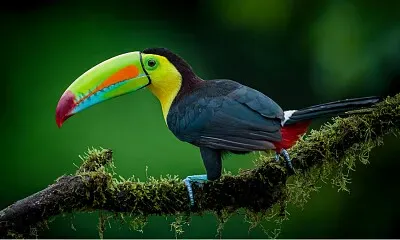 Guacamayo jigsaw puzzle