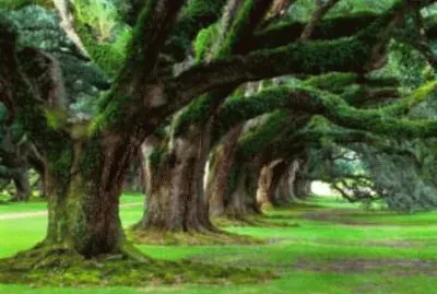 Forest